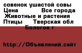 совенок ушастой совы › Цена ­ 5 000 - Все города Животные и растения » Птицы   . Тверская обл.,Бологое г.